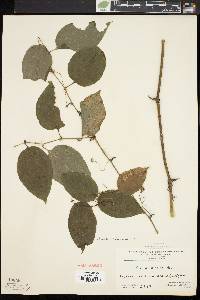 Smilax tamnoides image