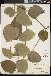 Smilax tamnoides image