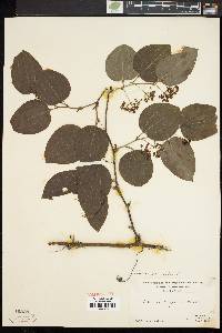 Smilax tamnoides image