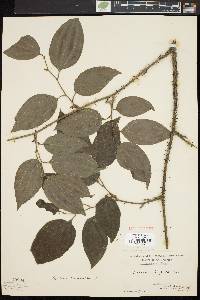 Smilax tamnoides image