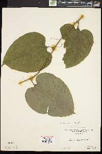 Smilax tamnoides image