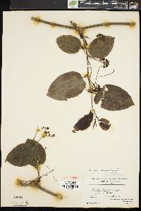 Smilax tamnoides image