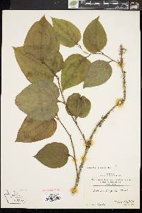 Smilax tamnoides image