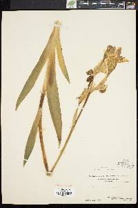 Image of Iris flavescens