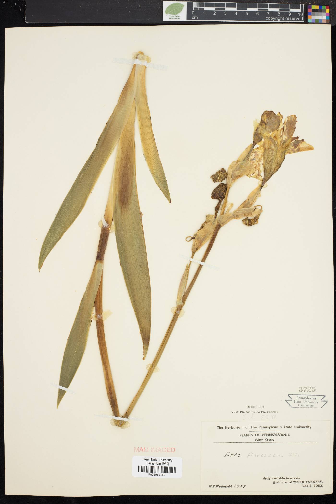 Iris flavescens image
