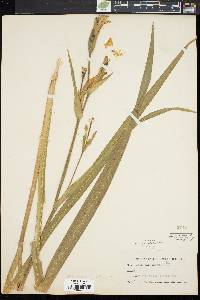 Iris pseudacorus image