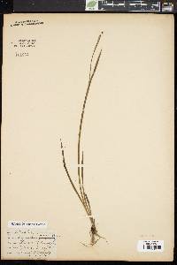 Sisyrinchium montanum image