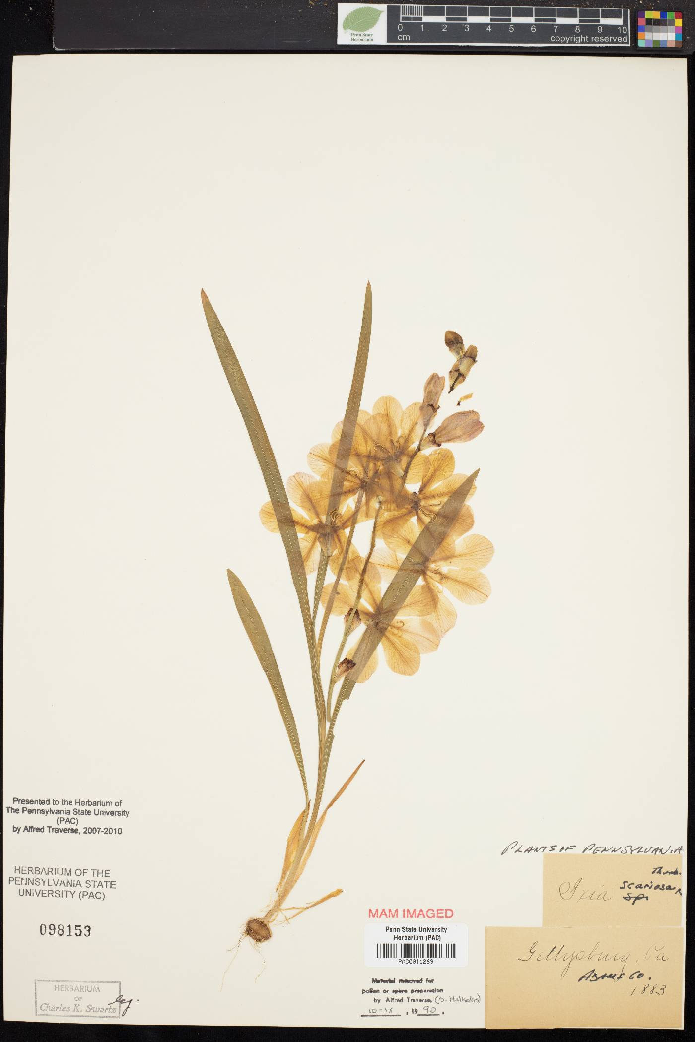 Iris scariosa image