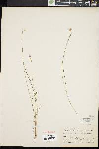 Sisyrinchium mucronatum image