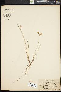 Sisyrinchium mucronatum image