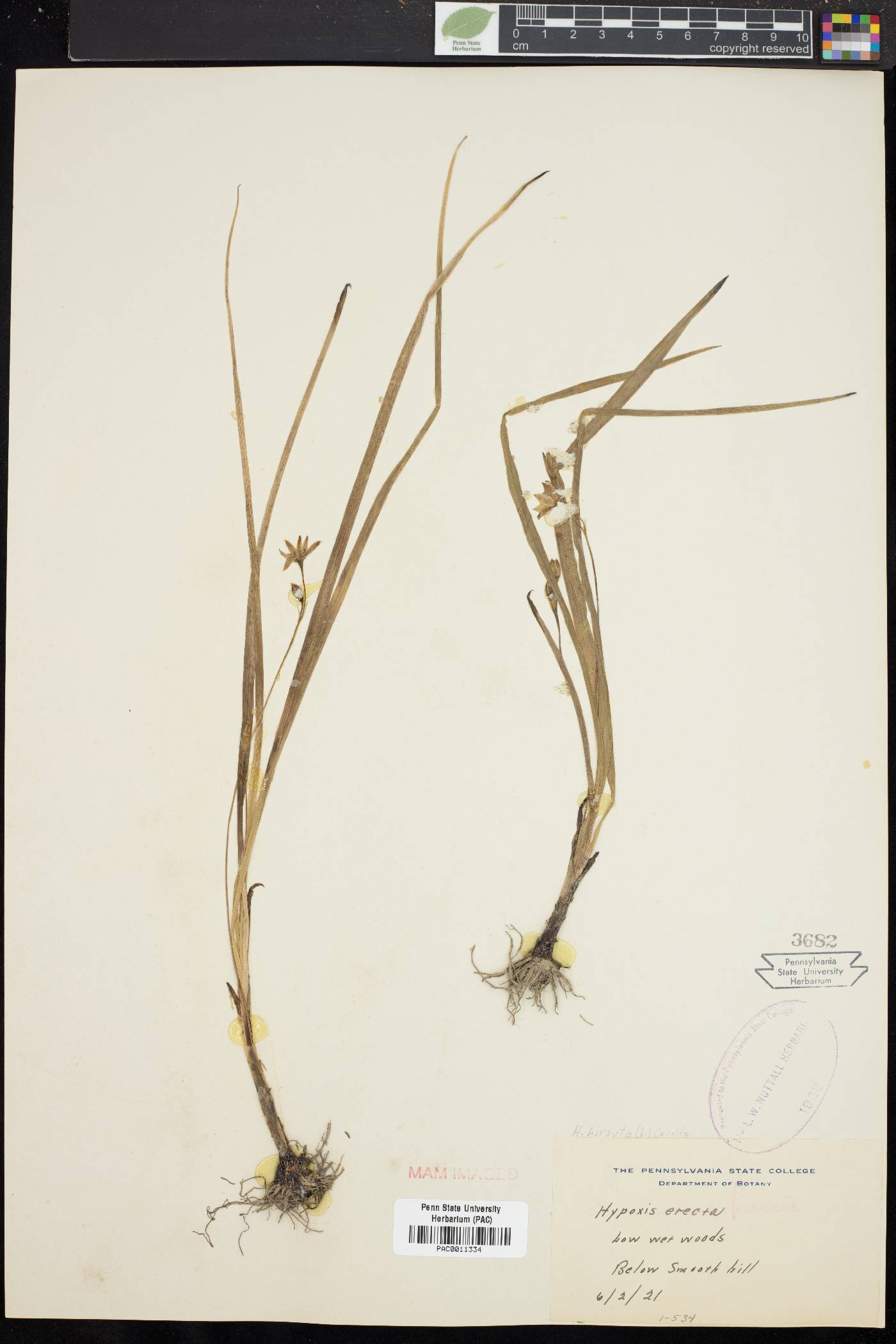 Hypoxis erecta image