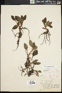 Goodyera pubescens image