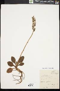 Goodyera pubescens image