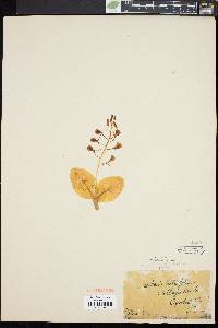 Liparis liliifolia image