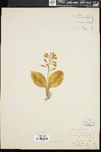 Liparis liliifolia image