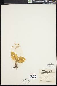 Liparis liliifolia image