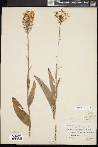 Platanthera ciliaris image