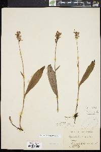 Platanthera clavellata image