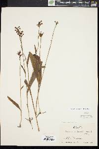 Platanthera clavellata image