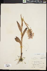 Platanthera grandiflora image