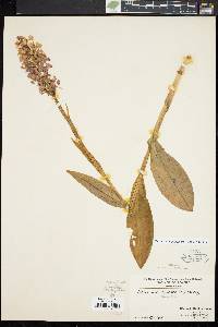 Image of Habenaria grandiflora