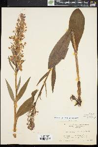 Platanthera grandiflora image