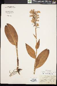 Platanthera psycodes image