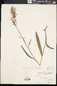 Platanthera clavellata image