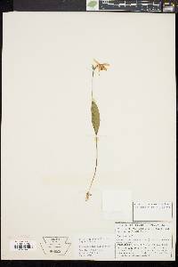 Pogonia ophioglossoides image