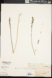 Spiranthes lacera image