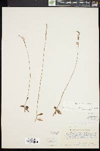 Spiranthes lacera image