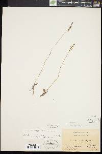 Spiranthes lacera image