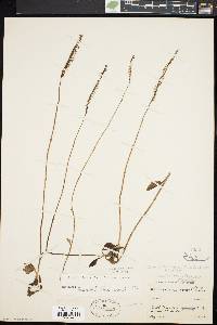 Spiranthes lacera image