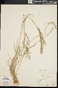 Agrostis capillaris image