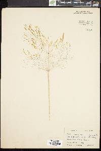 Image of Agrostis nebulosa