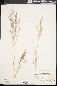 Agrostis spica-venti image