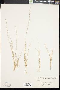 Aristida longespica image