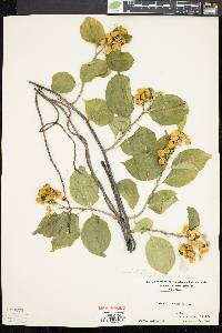 Celastrus scandens image