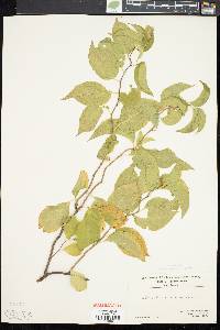 Celastrus scandens image