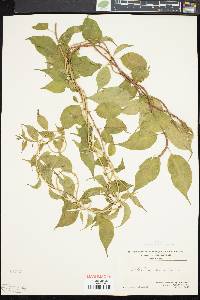 Celastrus scandens image