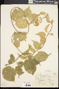 Celastrus scandens image