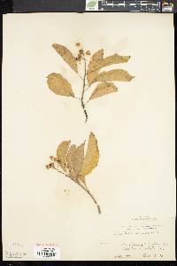 Celastrus scandens image