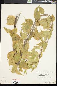 Celastrus scandens image