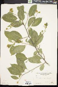 Celastrus scandens image