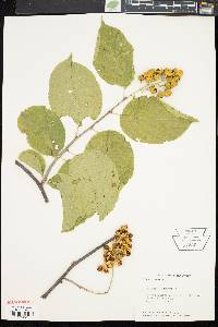 Celastrus scandens image