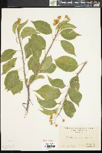 Celastrus scandens image