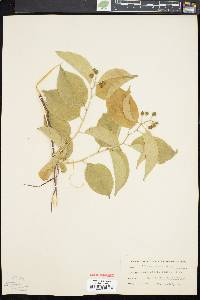 Celastrus scandens image