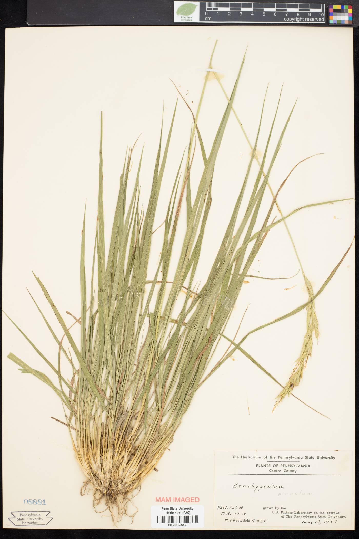 Brachypodium pinnatum image