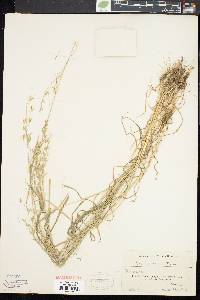 Bromus commutatus image