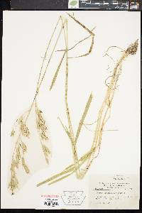 Bromus commutatus image